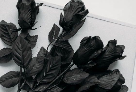 Zwarte-rozen
