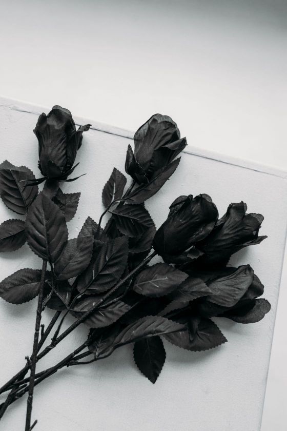 Zwarte-rozen